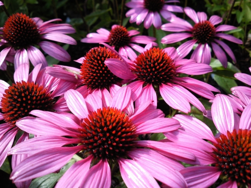 Echinacea