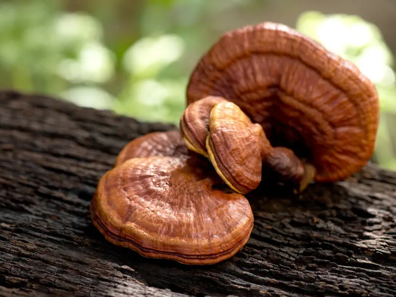 Reishi